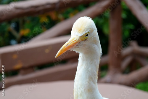 Canvas Print Western Cattle Egret (Ardea ibis) in Kuala Lumpur Bird Park, Malaysia