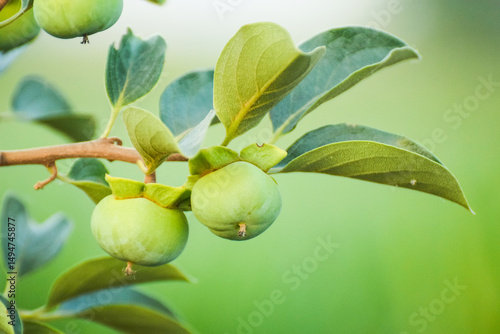 close-up of green persimmon fruit growing on the tree. fresh persimmon fruit in the orchard, Young green fruits of Kaki Persimmon or Diospyros kaki in Japan, Group of fresh green persimmons with green