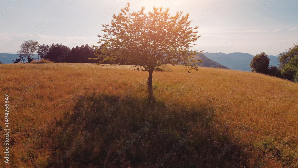 Obraz premium Tranquil sunny summer landscape with green fields and hills.