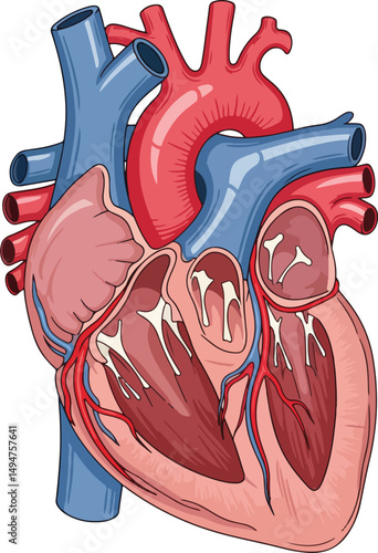 Detailed Human Heart Anatomy Chambers, Valves, and Major Vessels