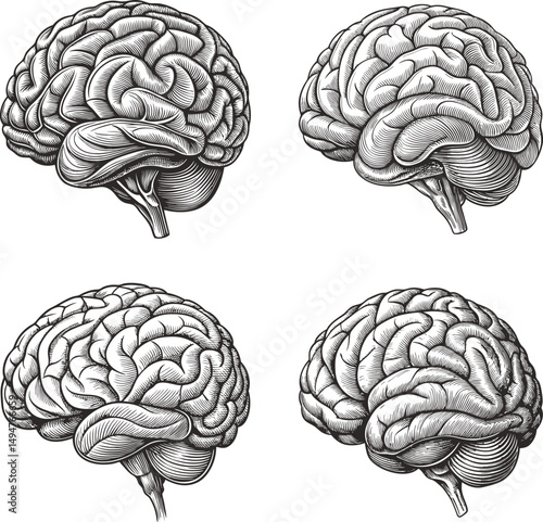 Four detailed anatomical drawings of a human brain shown from different angles, Detailed anatomical illustrations of the human brain showcasing its intricate structure and form