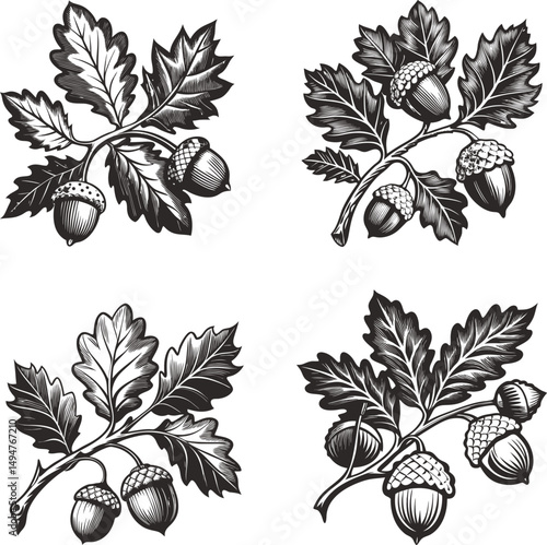 Oak branches adorned with acorns and leaves using a black and white aesthetic, Four illustrations of oak branches with acorns and leaves ink sketch black and white engraving monochrome vector 