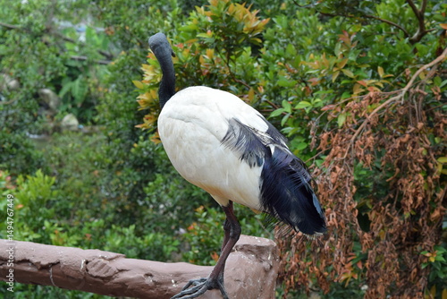 Canvas Print African Sacred Ibis at Kuala Lumpur Bird Park, Malaysia