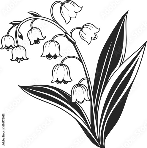 Lily of the valley flowers black and white illustration