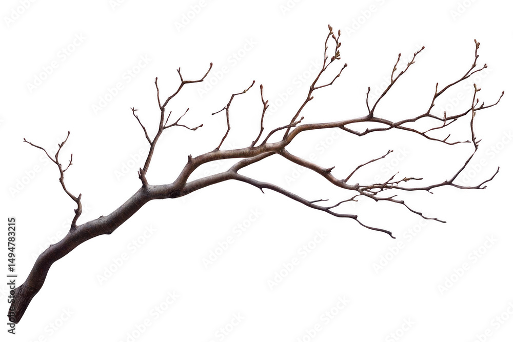 Fototapeta premium Tree Branch Against Black Background, Minimalist, Elegant, and Natural Theme.