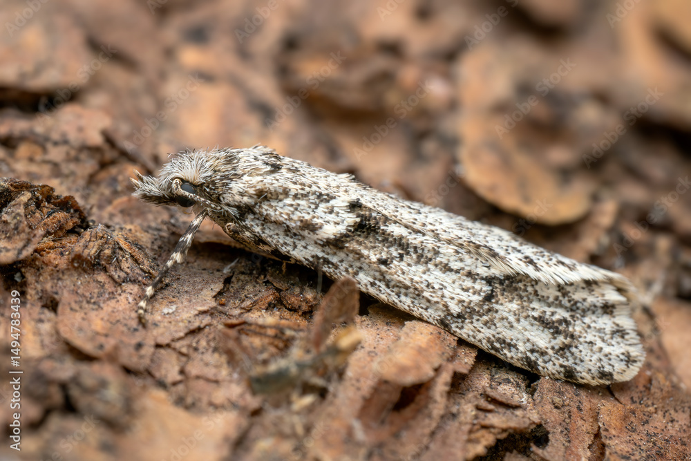 March dagger moth - Diurnea fagella, small spring moth from European forests and woodlands, Zlin, Czech Republic. March dagger moth - Diurnea fagella, small spring moth from European forests and woodlands, Zlin, Czech Republic.