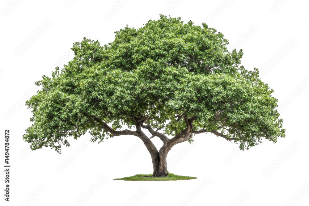 Obraz premium Green Tree grows Strong With Large Crown and Symbol Of Life