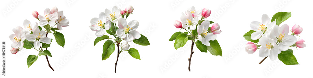 Fototapeta premium Apple blossom branches in spring