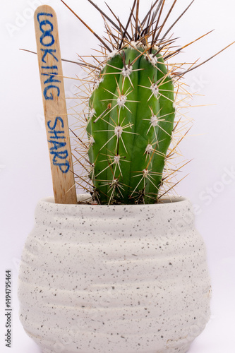 Baby cactus in white pot against white background. Small but very spiky cactus in white ceramic pot with funny text 