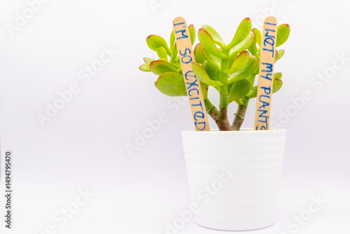 Tiny succulent tree  in a pot with funny writing on the ice cream stick saying 