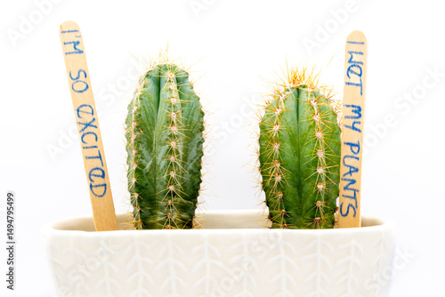 Baby cactus in white pot against white background. two tiny but spiky cactuses in a pot with funny writing on the ice cream stick saying 