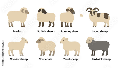Farm animal icons set – flat, silhouette, sheep breeds and livestock symbols