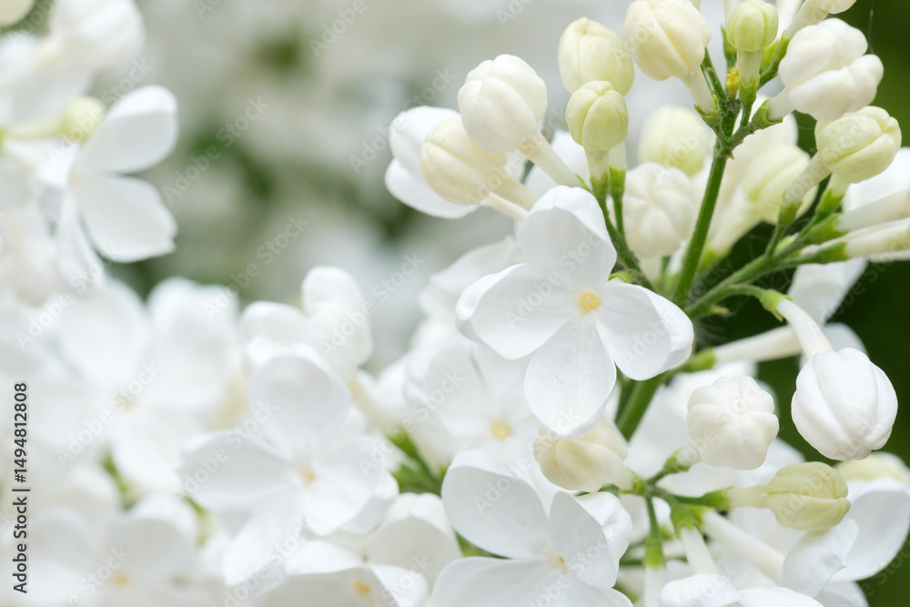 blooming white lilac flowers close up on a branch blooming white lilac flowers close up on a branch