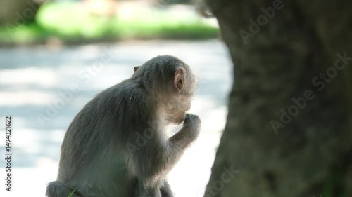 Beautiful, cute monkey in the wild. monkey sitting on the grass and eating green onions. Sunny day in the forest. Wild animal close-up.