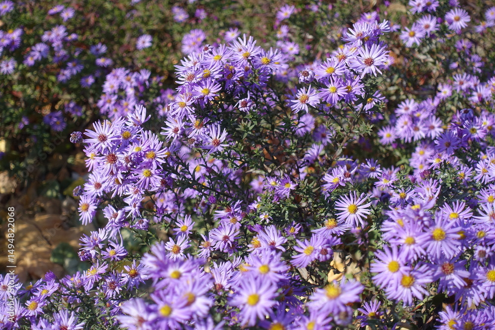 Obraz premium Lots of violet flowers of Michaelmas daisies in October