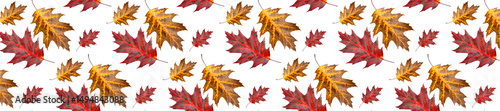Panoramic Colorful Autumn oak Leaves Isolated On White Background