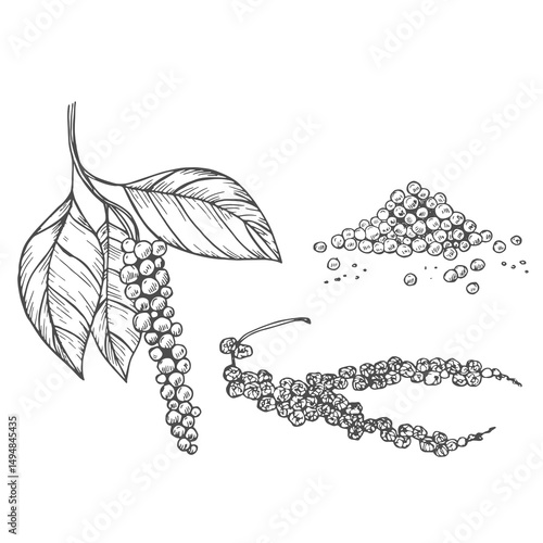Black pepper vector drawing set. Seasoning ingredient, culinary and cooking flavor.