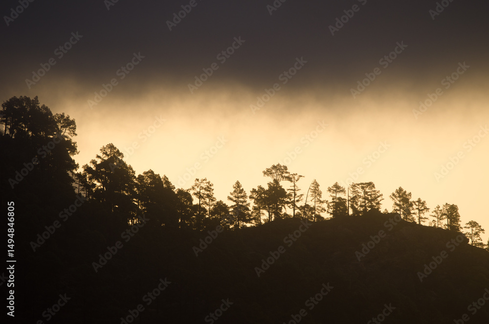 Obraz premium Forest of Canary Island pine Pinus canariensis on a hillside at dawn. Integral Natural Reserve of Inagua. Gran Canaria. Canary Islands. Spain.