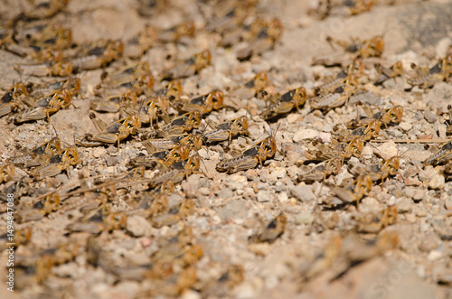 Cuadro en lienzo Hopper band of Moroccan locust Dociostaurus maroccanus
