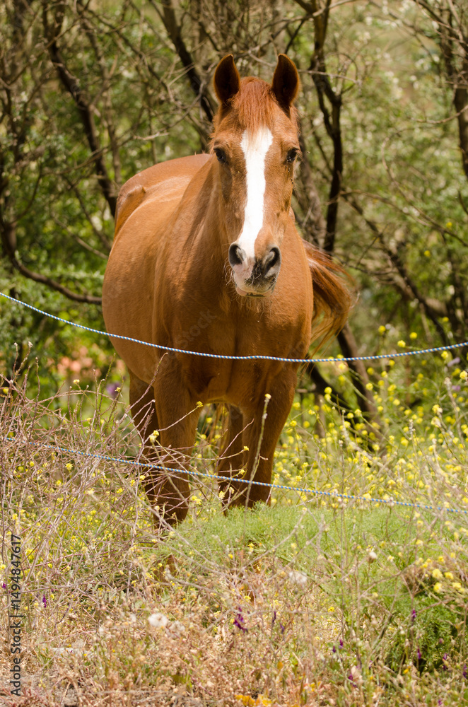 Horse Equus ferus caballus. Gran Canaria. Canary Islands. Spain. Horse Equus ferus caballus. Gran Canaria. Canary Islands. Spain.