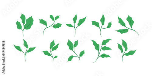 Green Tea Leaves