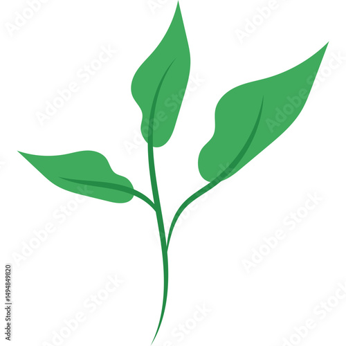 Green Tea Leaves