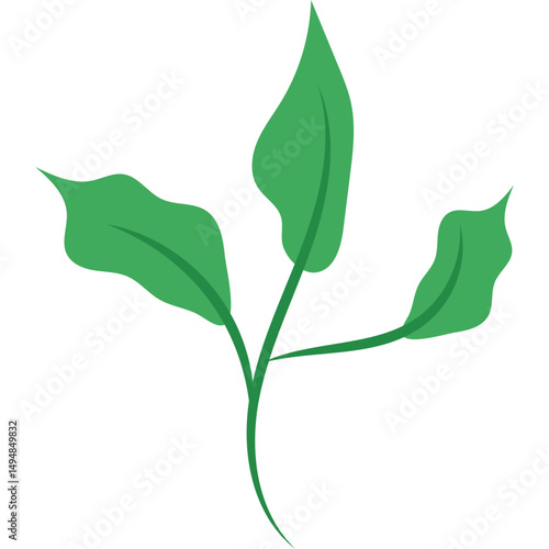 Green Tea Leaves