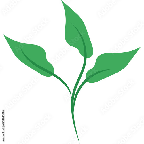 Green Tea Leaves