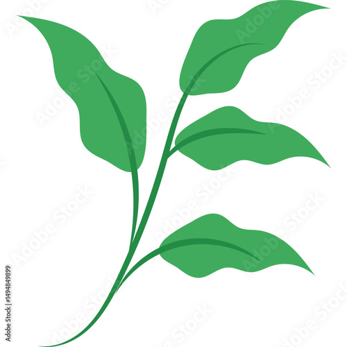 Green Tea Leaves