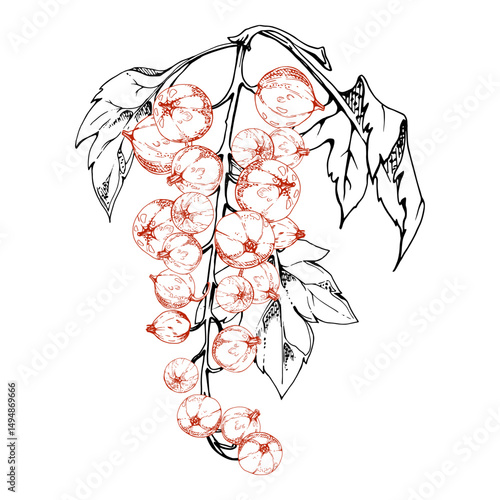 Currant gooseberry cluster bunch on branch with leaves, ripe garden berry juneberry casseille jostaberry. Isolated botanical illustration, vector ink hand drawn. Home preserves cookbook, grocery store
