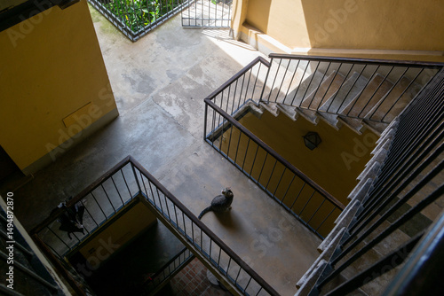 Cat and the stairs in the old building