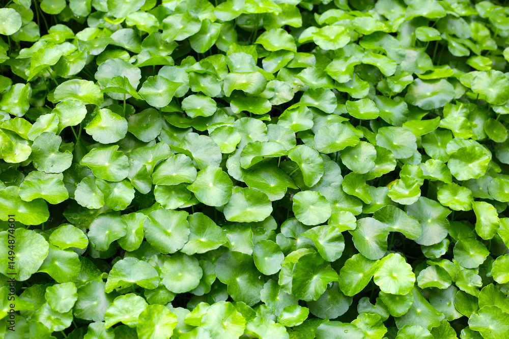 Fototapeta premium Gotu Kola, Centella Asiatica, Asiatic Pennywort. Herbal Plant
