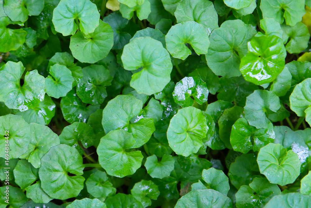 Viola hederacea or Viola Banksii Viola hederacea or Viola Banksii