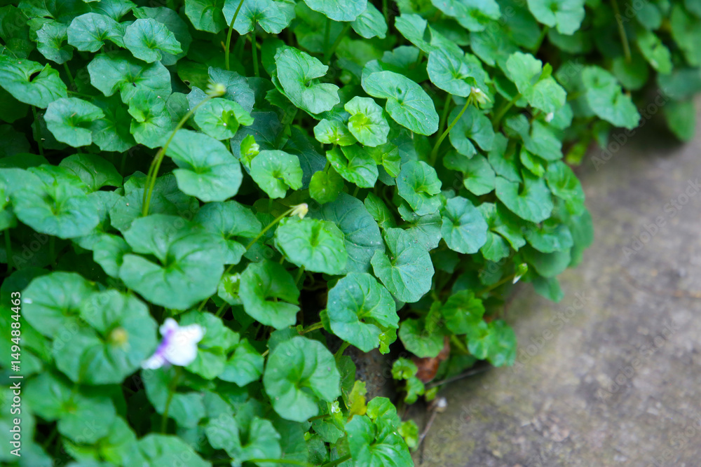 Obraz premium Viola hederacea or Viola Banksii