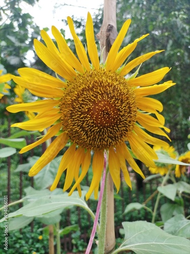 sunflower and bee