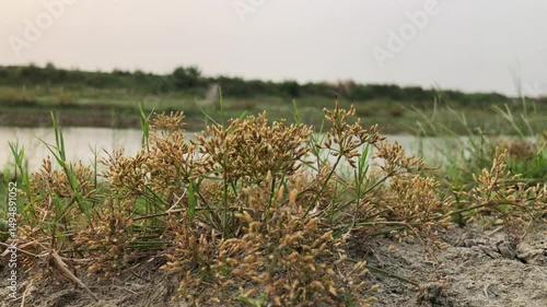 papyrus sedge in the. video It is widely distributed in tropical and subtropical regions in Africa