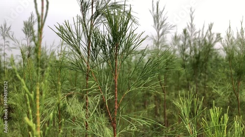Slender Green video Needles of Tree sky