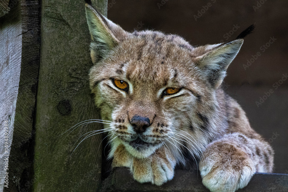 Obraz premium Yellow eyed Lynx