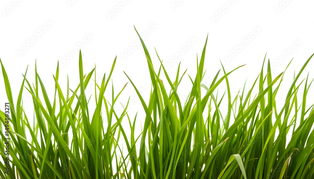Obraz premium lush green grass on a pure white background, photo. isolated with white highlights