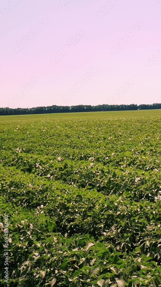 Potato plants in white bloom. Green flowering potato bushes planted in rows on a farm field. Potato growing, crop. agriculture. summer sunny day. Potato plants in white bloom. Green flowering potato bushes planted in rows on a farm field. Potato growing, crop. agriculture. summer sunny day.