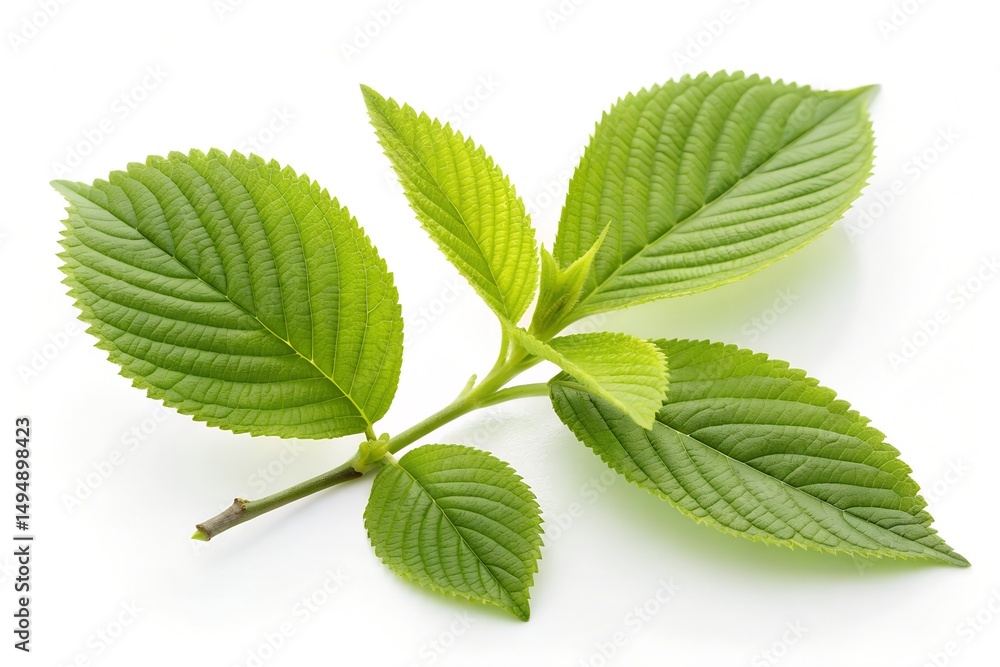 Fototapeta premium green leaves isolated on white background