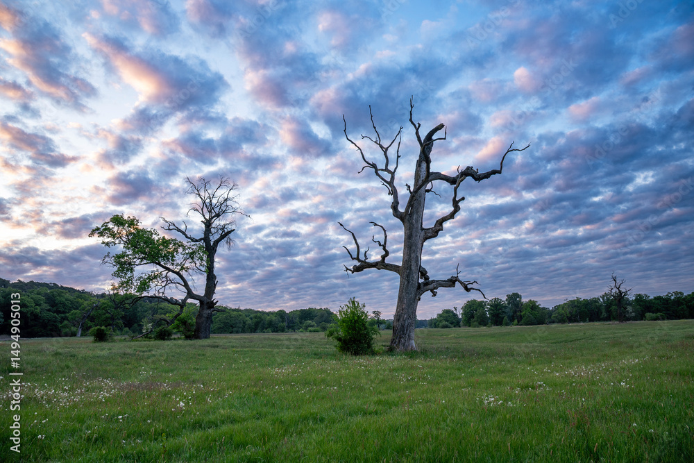 Obraz premium Oaks at sunrise, Rogalin Landscape Park.
