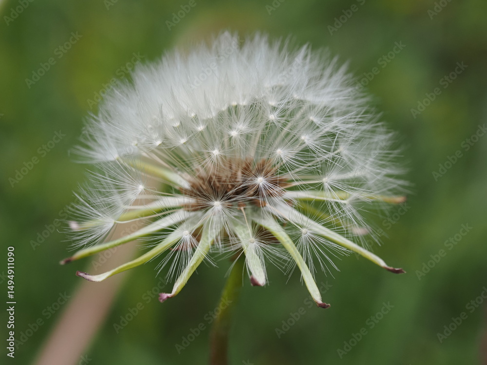 Fototapeta premium Wandering Dandelion (Taraxacum officinale)
