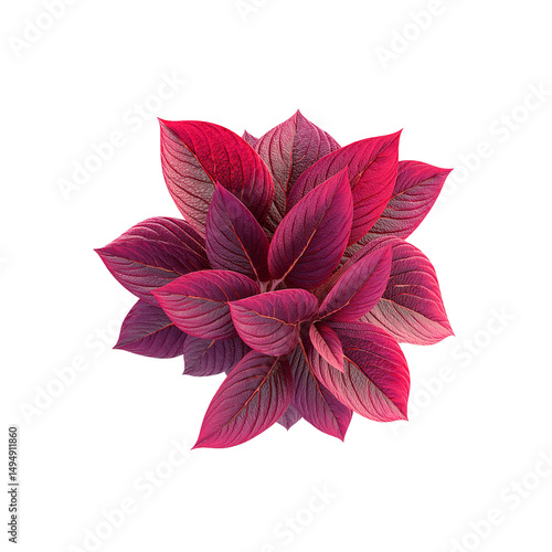 Vivid Crimson Iresine Herbstii Plant, Top View, Isolated on transparent background