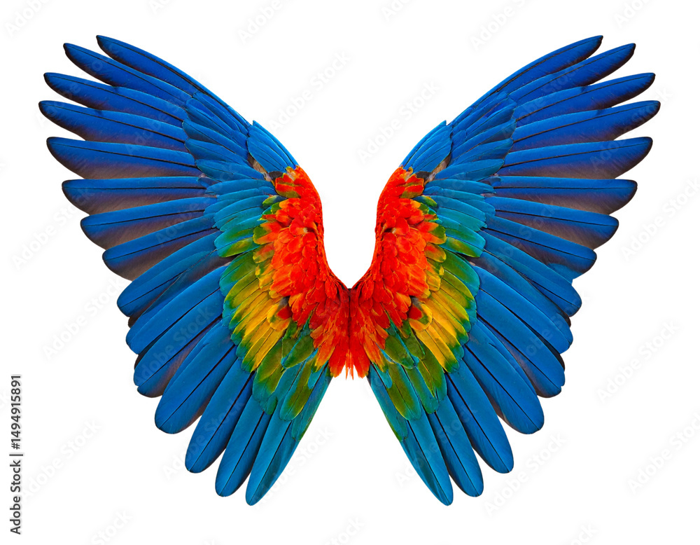 Obraz premium Colorful parrot wings isolated on a transparent background