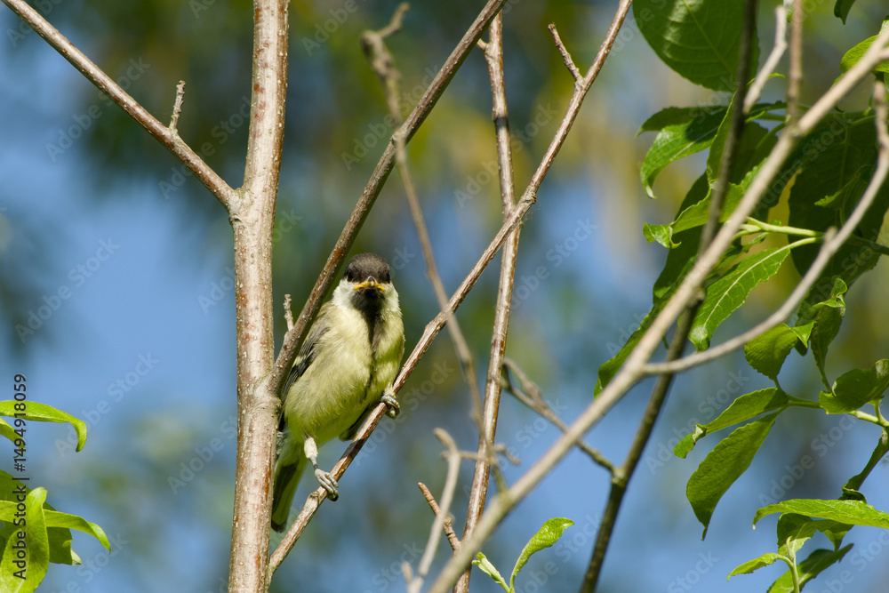 great tit chick is perching on a tree twig close-up great tit chick is perching on a tree twig close-up