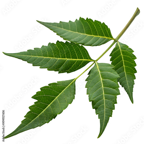 Neem leaf isolated on transparent background