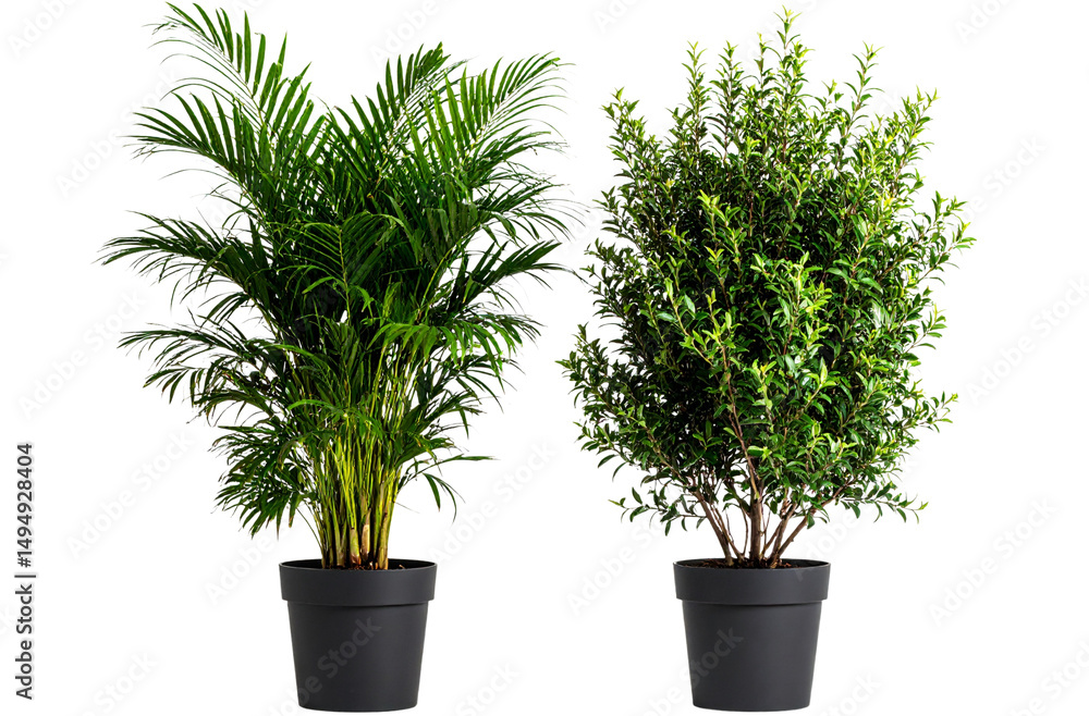 Fototapeta premium Two realistic green plants isolated on a transparent background,