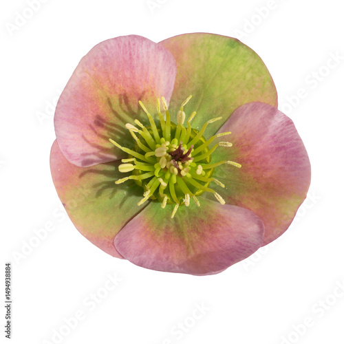 Closeup of a vibrant pink and green hellebore flower isolated on transparent