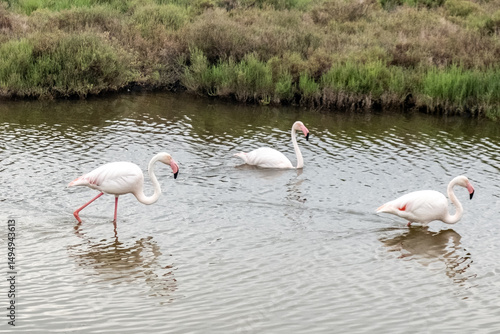 Flamingos, Camargue, Bouches-Rhône, France